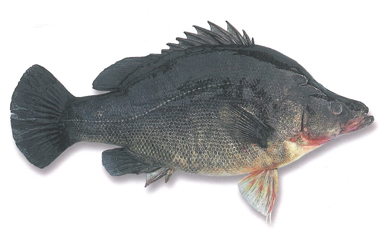 Wild Catch Fresh Golden Perch