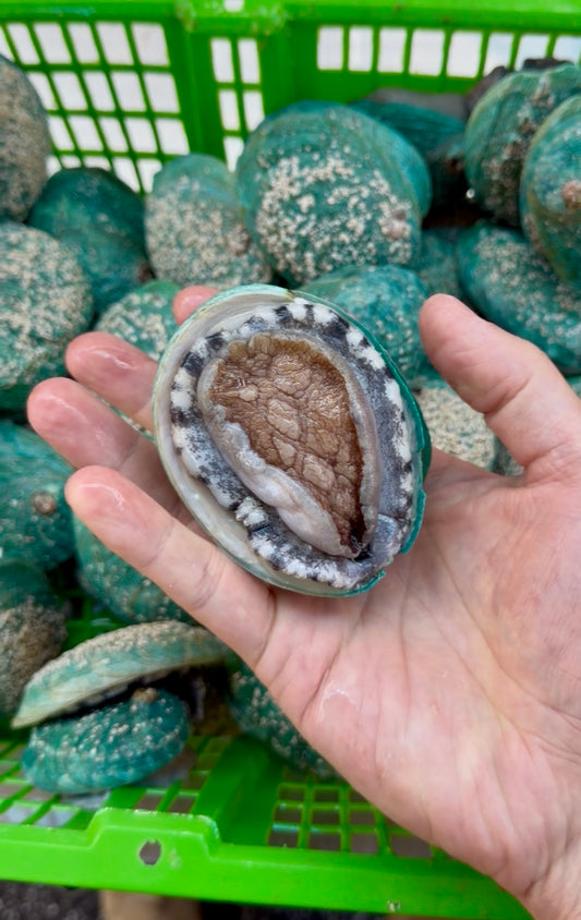 Live Tiger Abalone