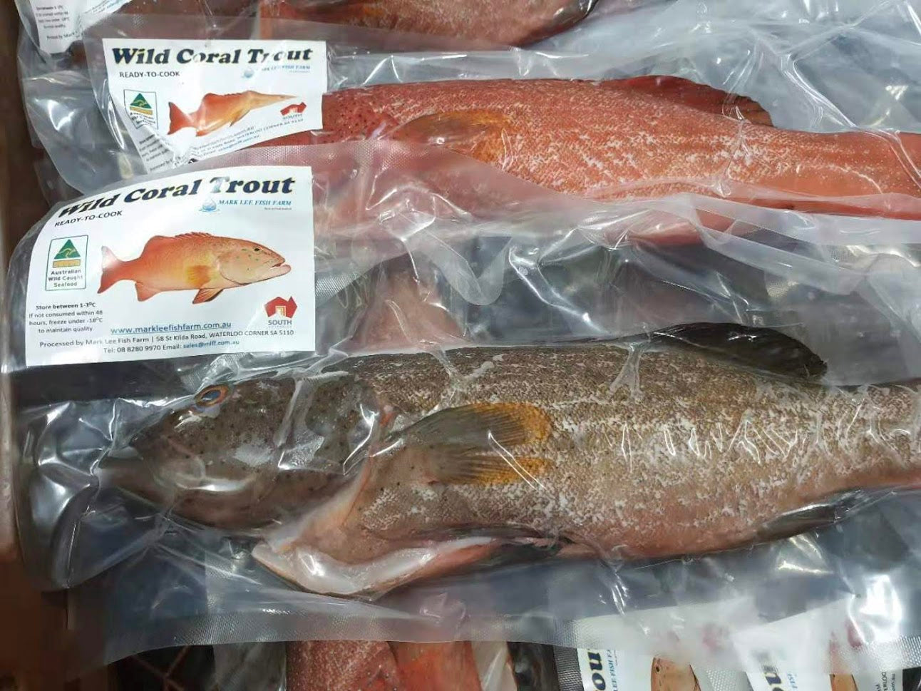 Frozen Great Barrier Reef Coral Trout【MEGA SALE】