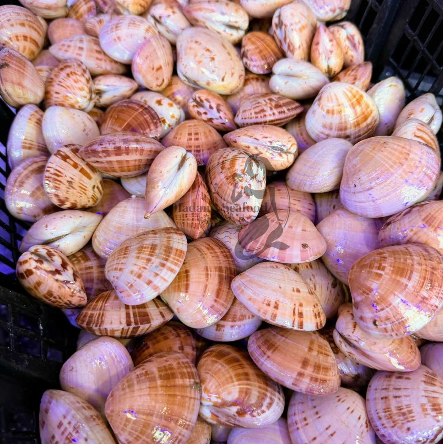 Live Strawberry Clam