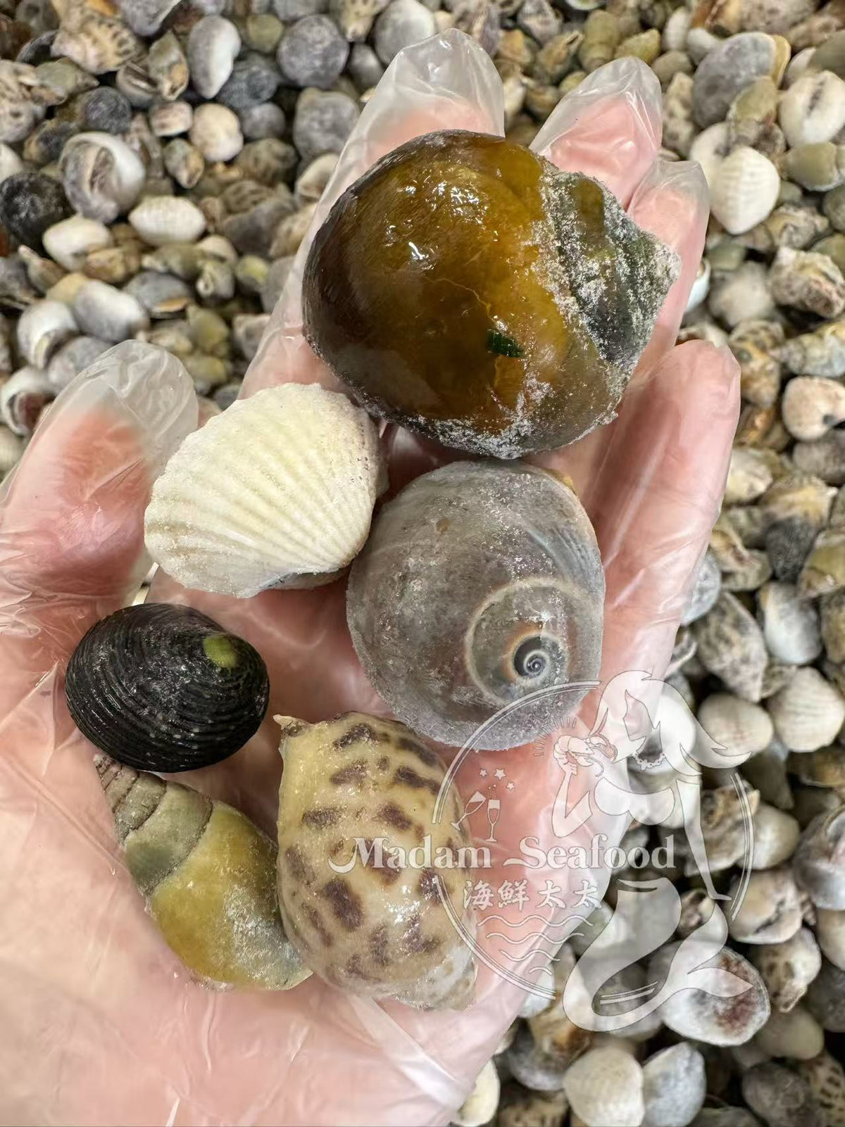 Mixed Sea Snails (Raw) (Frozen)