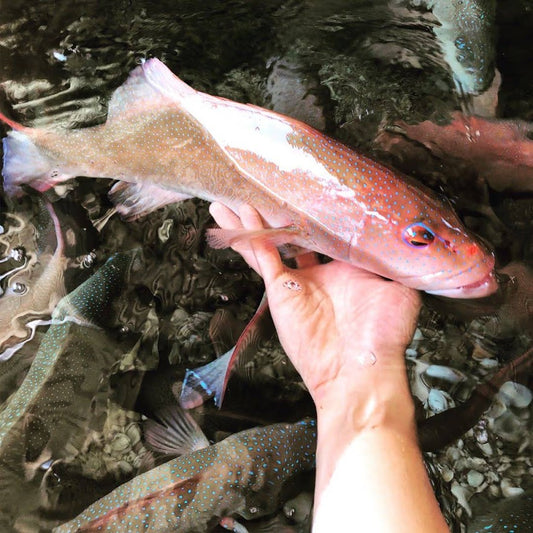 Live Great Barrier Reef Coral Trout