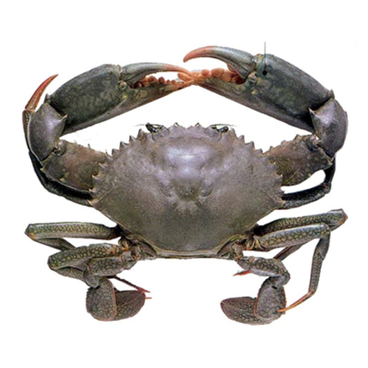 Live Male Queensland Mud Crab