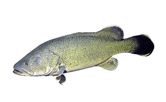 Fresh Live Murray Cod