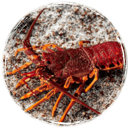 Lobster and Crayfish