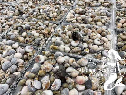Mixed Sea Snails (Raw) (Frozen)