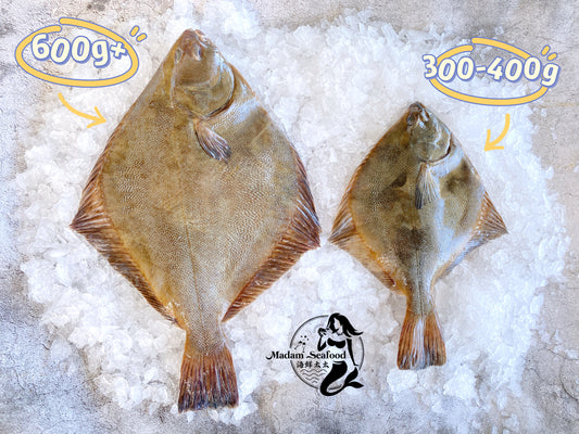 Fresh New Zealand Flounder (Medium)