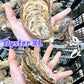 Fresh SA Pacific Oysters (Extra Large) (Open)