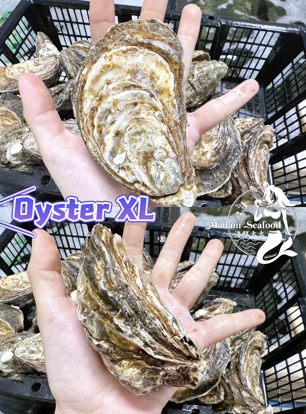 Fresh SA Pacific Oysters (Extra Large) (Open)