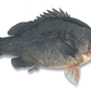 Wild Catch Fresh Golden Perch