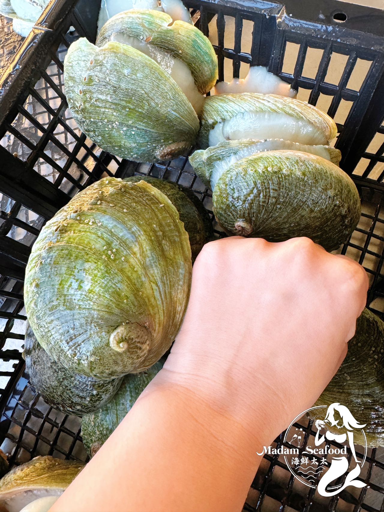 Live Baby Greenlip Abalone