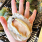 Live Baby Greenlip Abalone