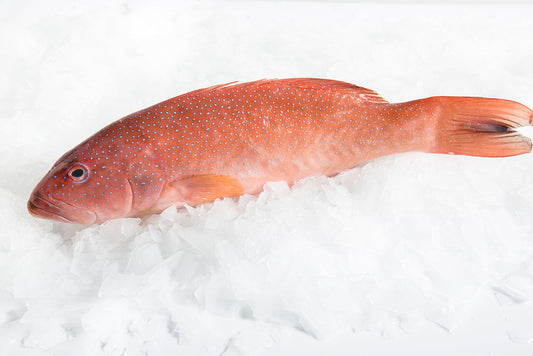 Frozen Great Barrier Reef Coral Trout