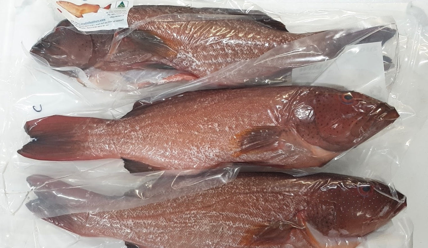 Frozen Great Barrier Reef Coral Trout