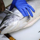 Fresh Sashimi Grade New Zealand King Salmon (Skin off)