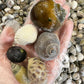 Mixed Sea Snails (Raw) (Frozen)