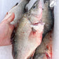 Wild Catch Fresh Golden Perch