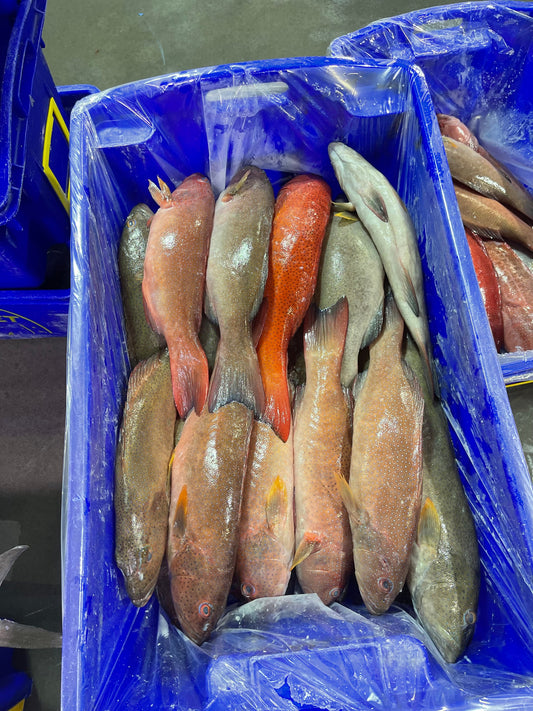 Frozen Great Barrier Reef Coral Trout