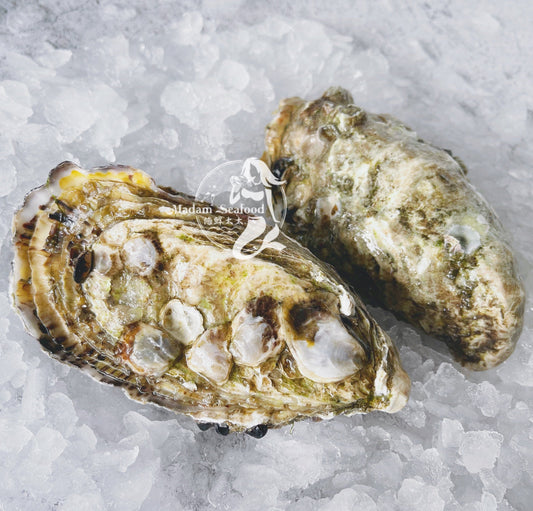 Live SA Pacific Oysters (Plate) (closed)