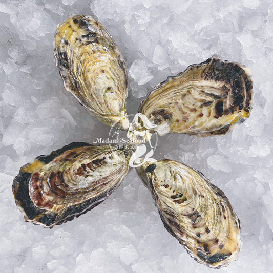Live SA Pacific Oysters (Plate) (closed)