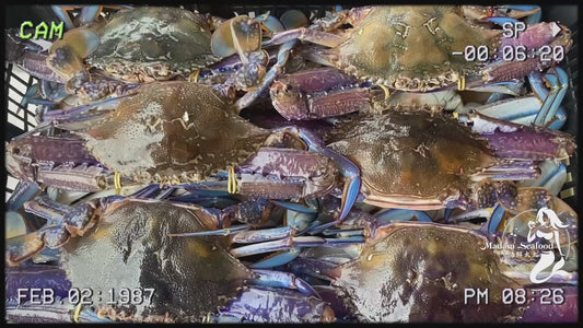 Black Pepper Live Blue Swimmer Crab【黑椒蟹】(cooked)