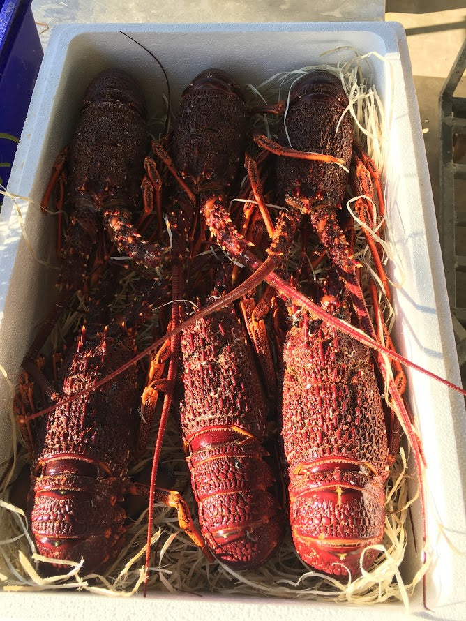 Live Southern Rock Lobster (1000g-1200g)【BIG SALE】