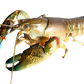Live Wild Caught Australian Yabbies