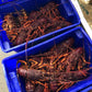 Live Southern Rock Lobster (700g-800g)【MEGA SALE】