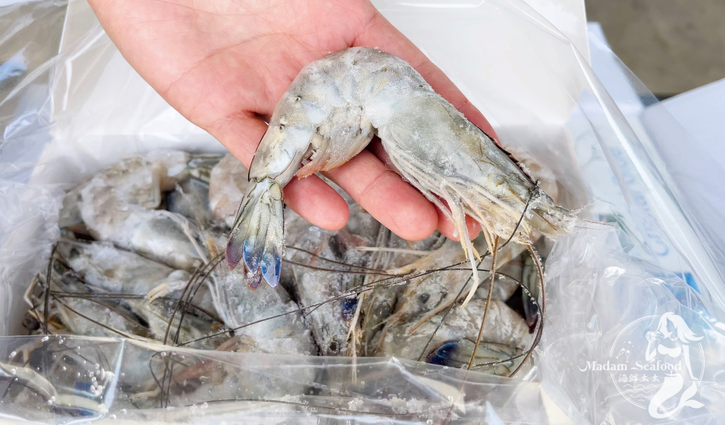 Cristal Blue Paradise Prawn Large (Raw) (frozen)