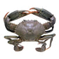 Live Male Queensland Mud Crab