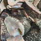 Fresh Queensland Grouper