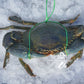 Live Male Queensland Mud Crab