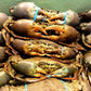 Live Male Queensland Mud Crab