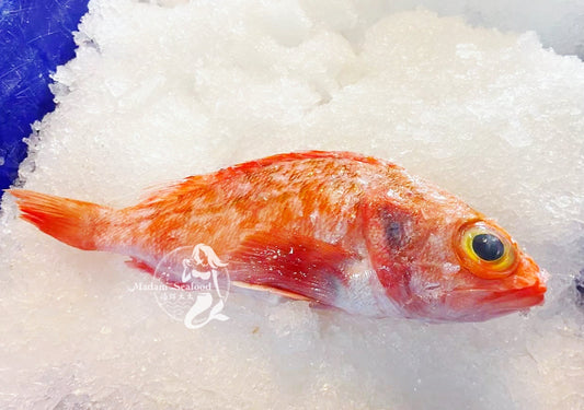 Australian Ocean Perch