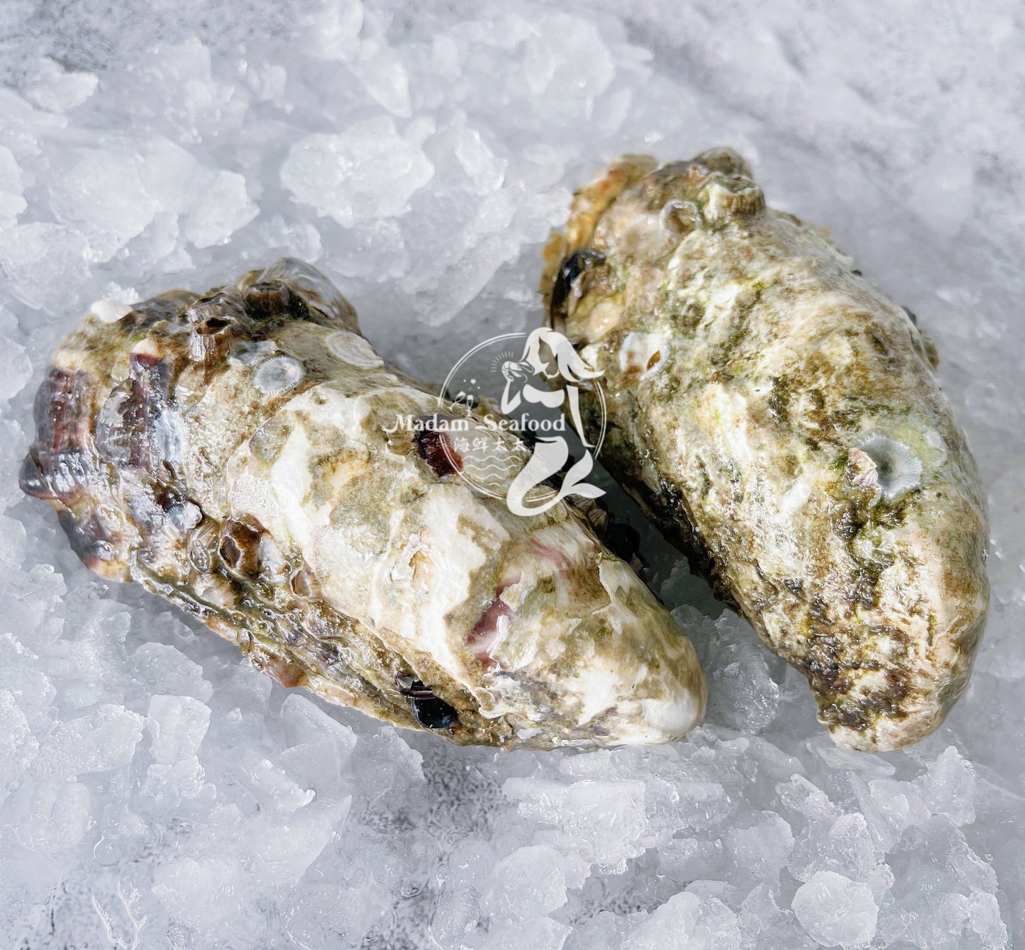 Fresh SA Pacific Oysters (Medium) (Open)