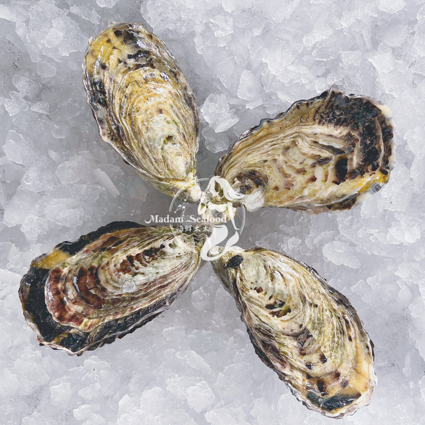 Fresh SA Pacific Oysters (Medium) (Open)