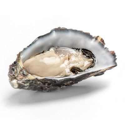 Fresh SA Pacific Oysters (Jumbo) (Open)