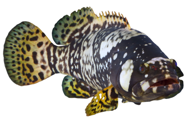 Fresh Queensland Grouper