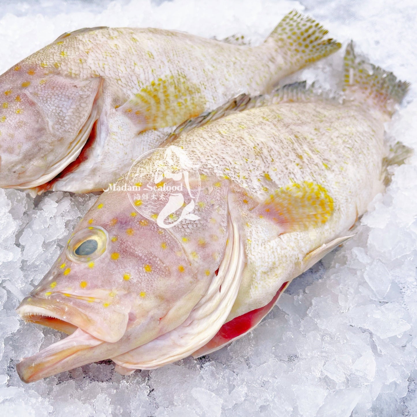 Australian Spotted Cod